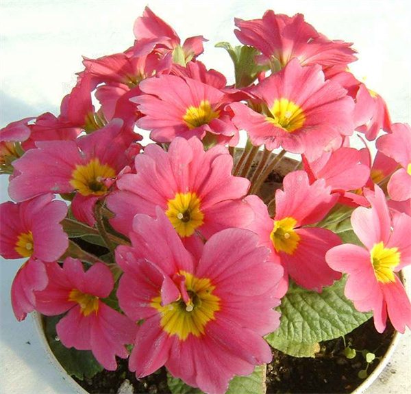 Primula acaulis hybrid seeds