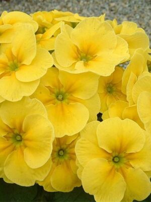 Primula acaulis hybrid seeds