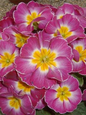 Primula acaulis hybrid seeds