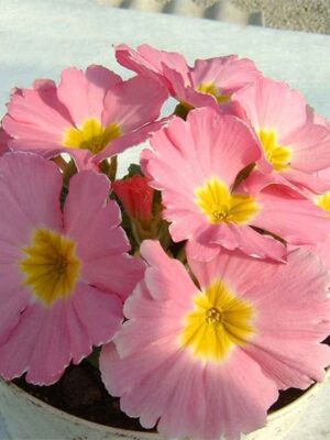 Primula acaulis hybrid seeds