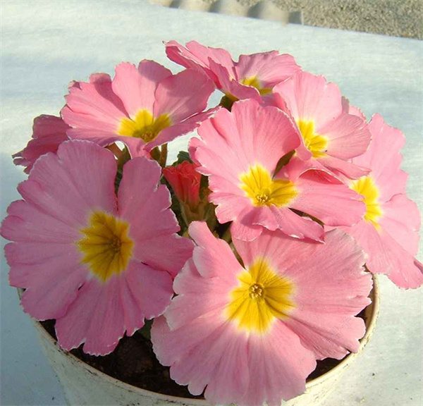 Primula acaulis hybrid seeds