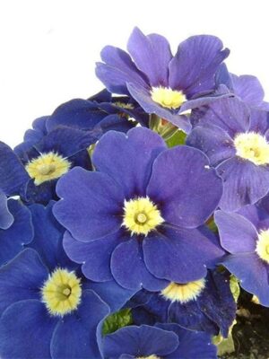 Primula acaulis hybrid seeds