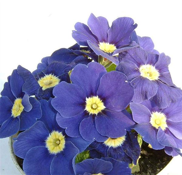 Primula acaulis hybrid seeds