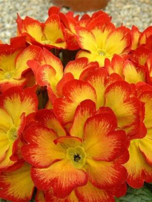 Primula acaulis hybrid seeds