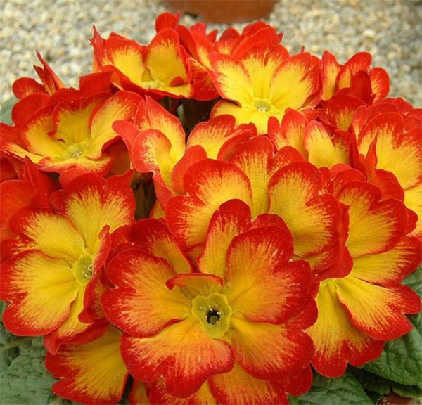 Primula acaulis hybrid seeds