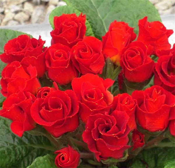 Primula vulgaris belarina seeds