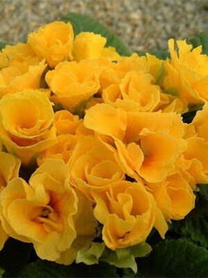 Primula vulgaris belarina seeds