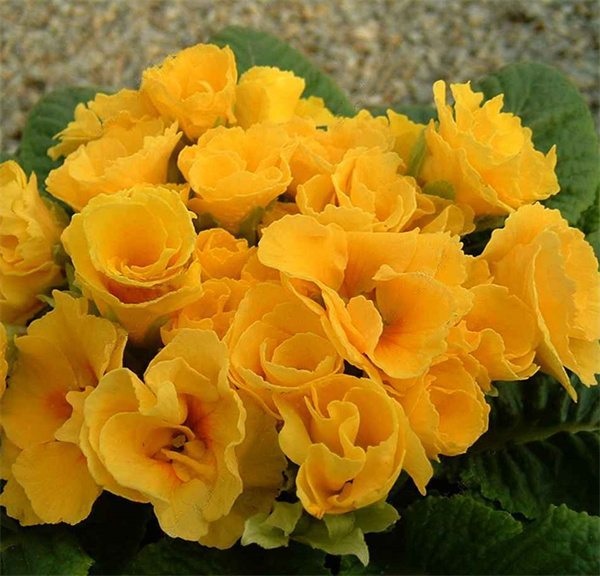 Primula vulgaris belarina seeds