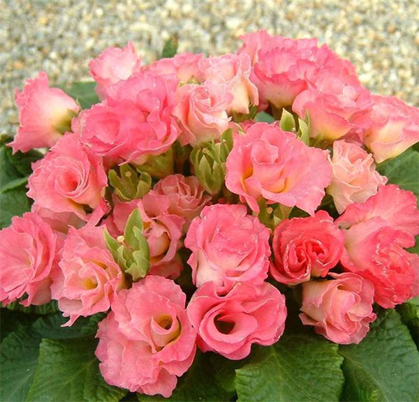 Primula vulgaris belarina seeds