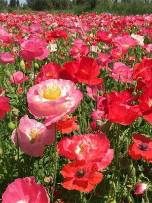 Papaver rhoeas seeds double petals mixed colors