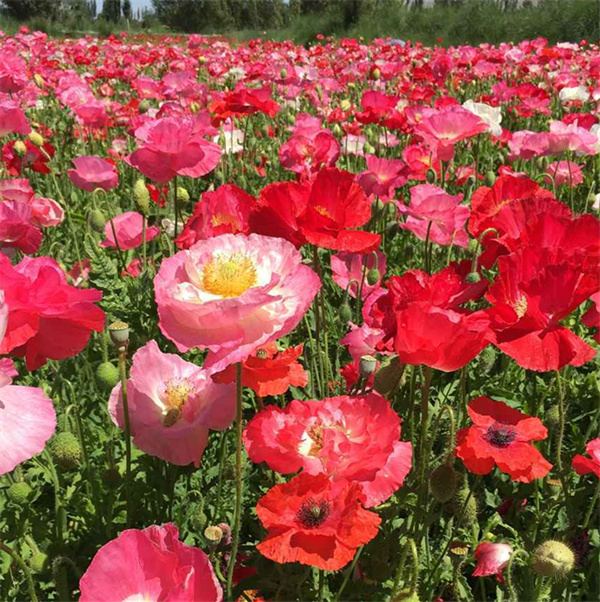 Papaver rhoeas seeds double petals mixed colors