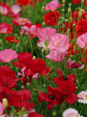 Papaver rhoeas seeds red series mixed colors