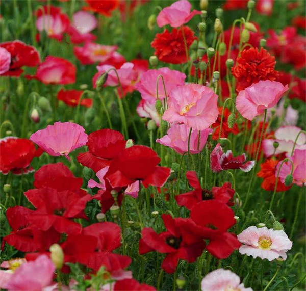 Papaver rhoeas seeds red series mixed colors