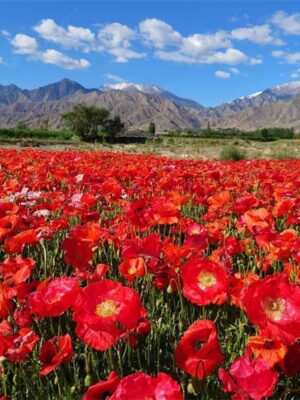 Papaver rhoeas seeds bright red color