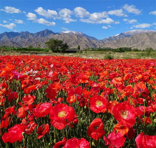 Papaver rhoeas seeds bright red color