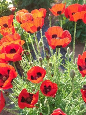 Papaver rhoeas seeds bright red with black spots color