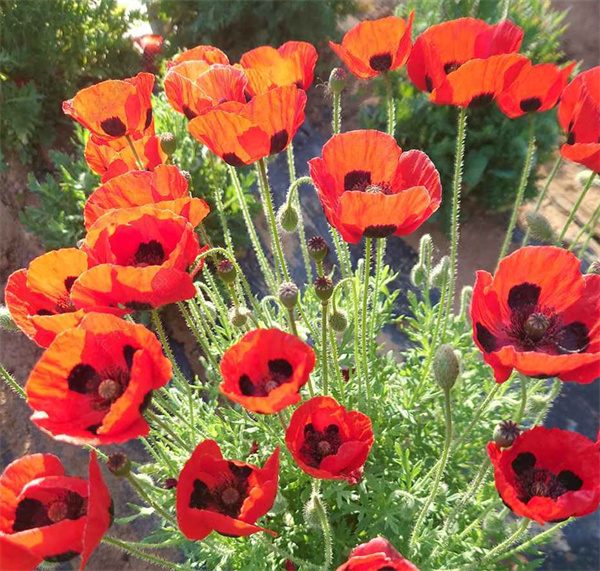Papaver rhoeas seeds bright red with black spots color