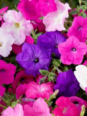 Petunia mixed OP