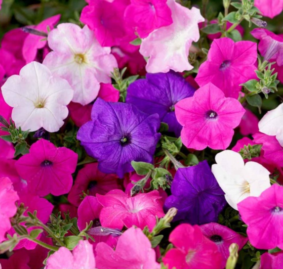 Petunia mixed OP