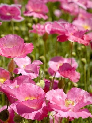Papaver rhoeas seeds pink color