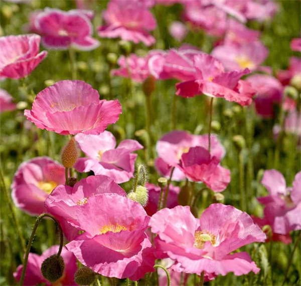 Papaver rhoeas seeds pink color