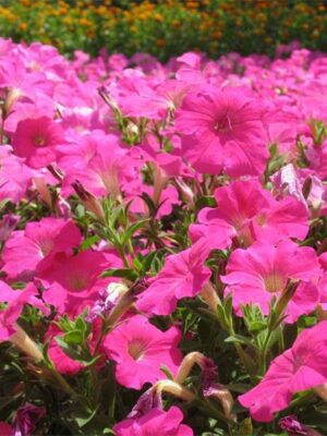 Petunia pink petunia seeds OP