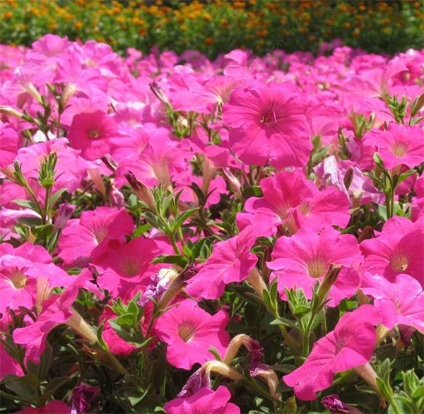 Petunia pink petunia seeds OP