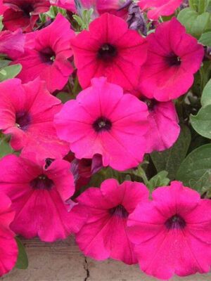 Petunia purple red seeds OP