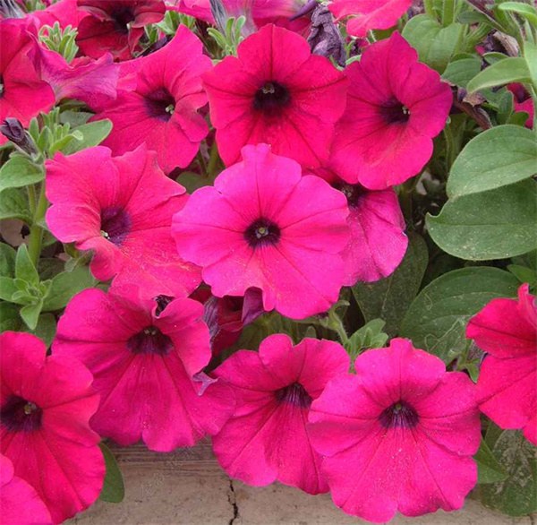 Petunia purple red seeds OP