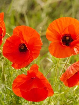Papaver rhoeas seeds orange red color