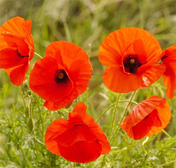 Papaver rhoeas seeds orange red color