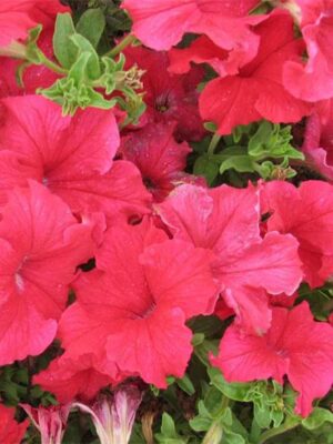Petunia red seeds OP