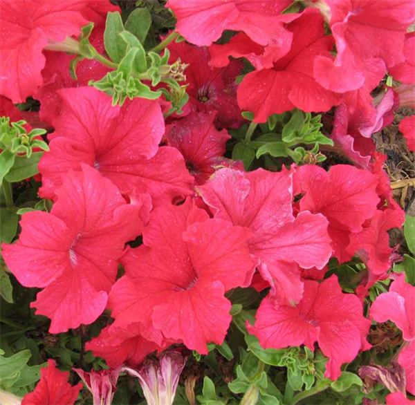 Petunia red seeds OP