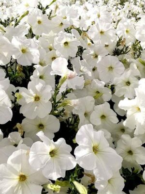 Petunia white seeds OP