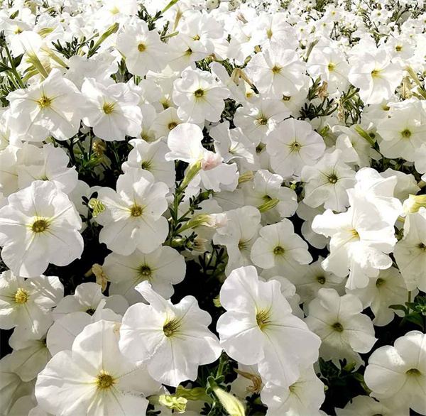 Petunia white seeds OP