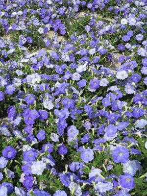 Petunia light blue seeds OP