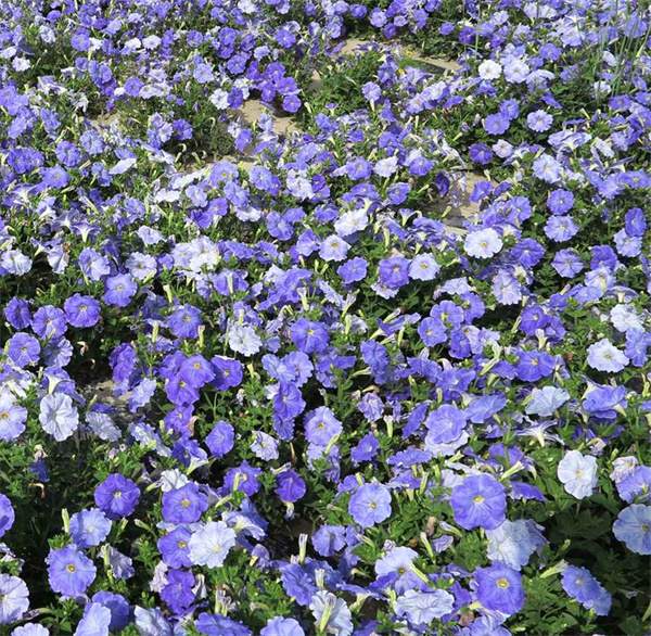 Petunia light blue seeds OP