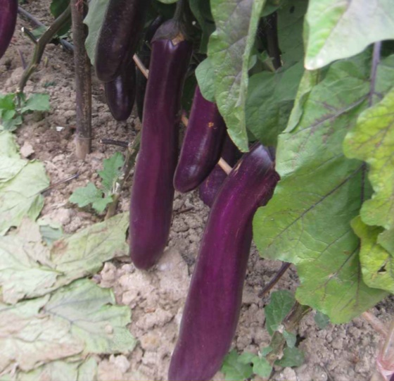 Seedville USA 25 Bride Eggplant Seeds – White & Purple Heirloom Vegetable – Solanum Melongena