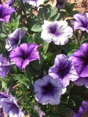 Petunia purple spot between blue seeds OP