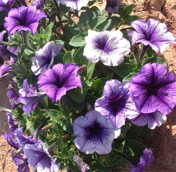 Petunia purple spot between blue seeds OP