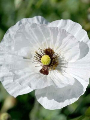 Papaver rhoeas seeds white color