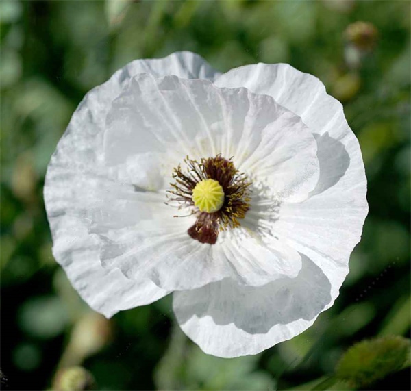 Papaver rhoeas seeds white color