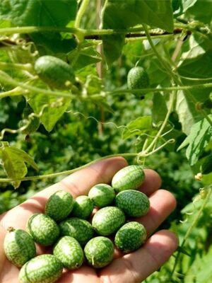Melothria scabra seeds