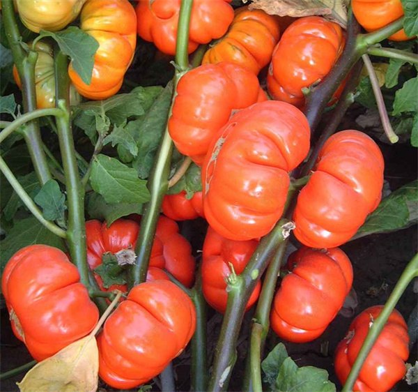 Solanum aethiopicum seeds
