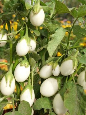 Solanum texanum seeds