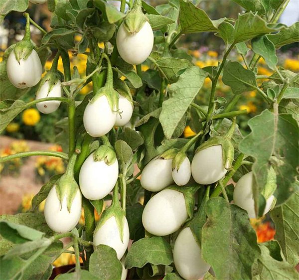 Solanum texanum seeds