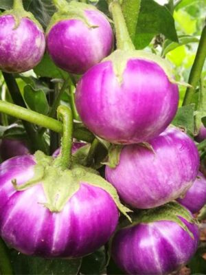 Solanum melongena