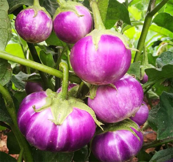 Solanum melongena