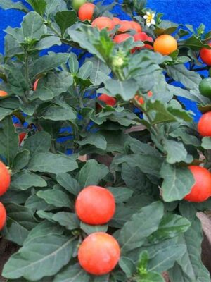 Solanum pseudocapsicum seeds