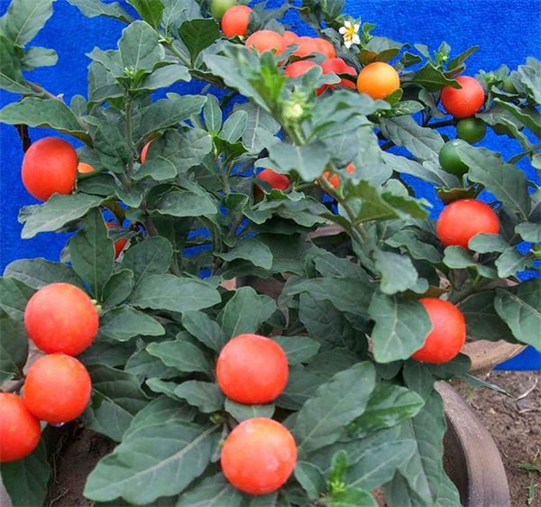 Solanum pseudocapsicum seeds